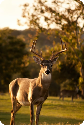 fierce and strong buck