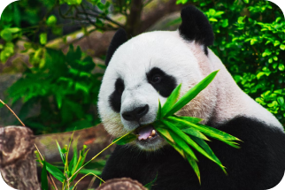 panda in lush nature