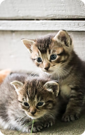 adorable kittens