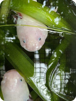 axolotl's in modern image